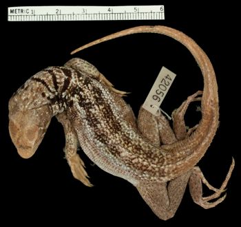 Media type: image;   Herpetology R-42056 Aspect: dorsal